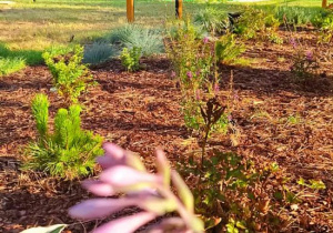 Gra dydaktyczna pt. Owady zapylające.